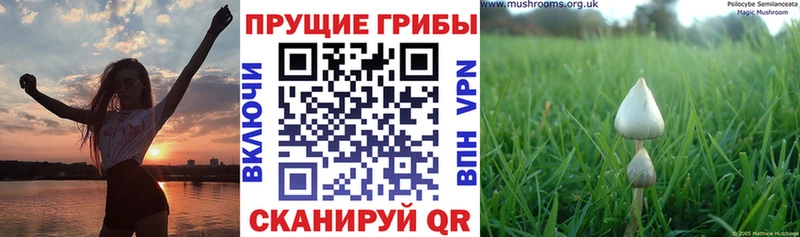 Псилоцибиновые грибы прущие грибы  KRAKEN ссылки  Озёрск  хочу  